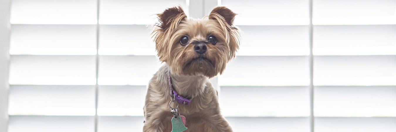 Dog in front of plantation shutters in Phoenix