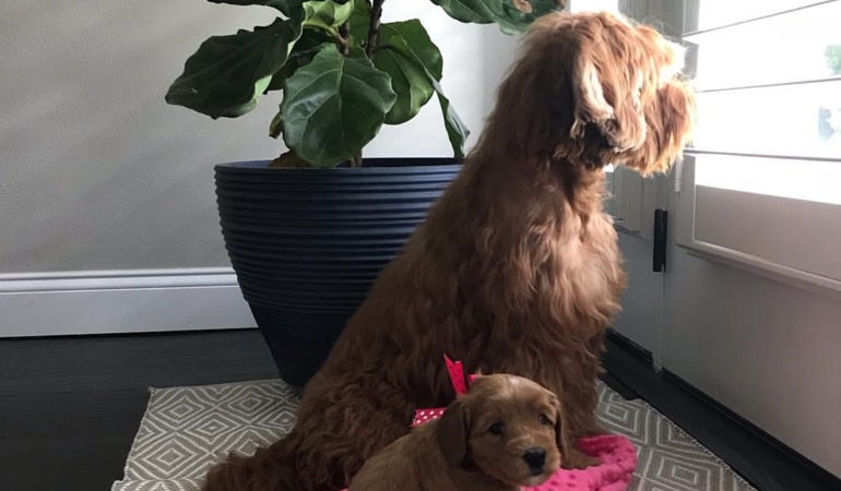 Your windows and doors need coverings that even your pets can't harm. Dogs Looking Out Of Window Treatments